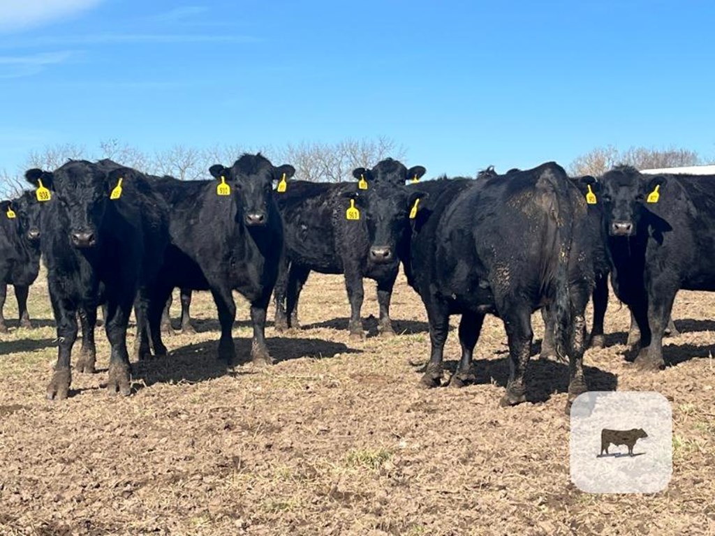 Cattle Range Listing Photo