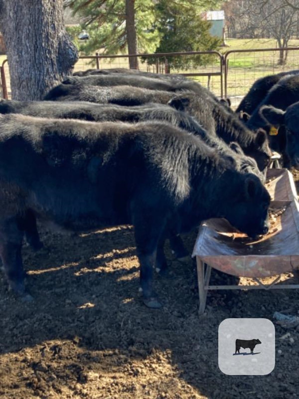 Cattle Range Listing Photo