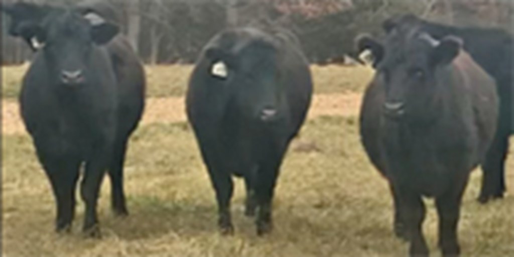 117 Purebred Angus Bred Heifers... Central MO