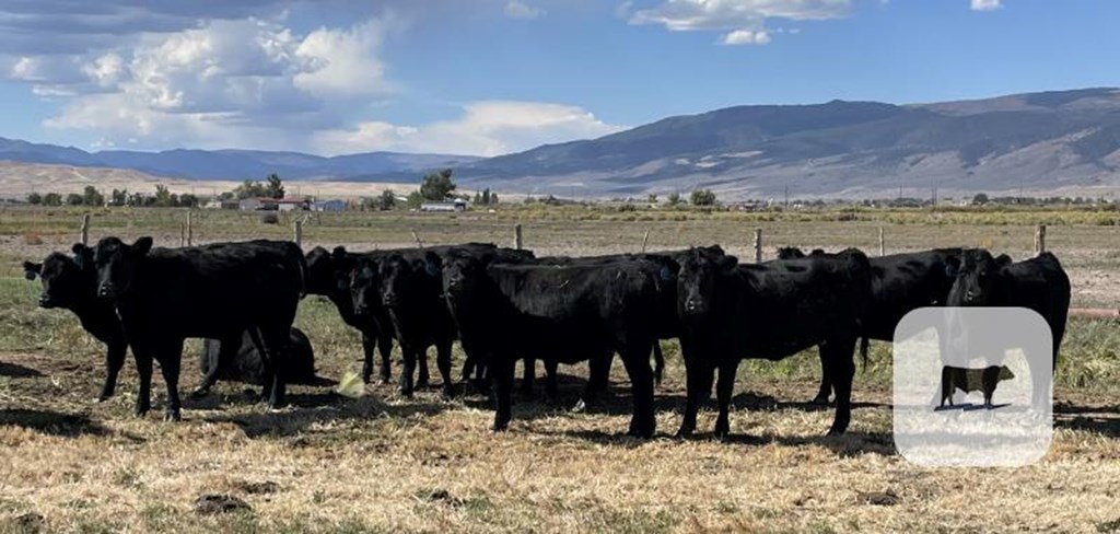 Cattle Range Listing Photo