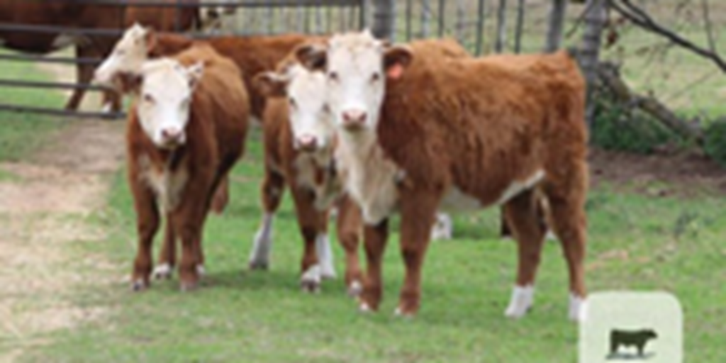6 Reg. Horned Hereford Rep. Heifers... East TX