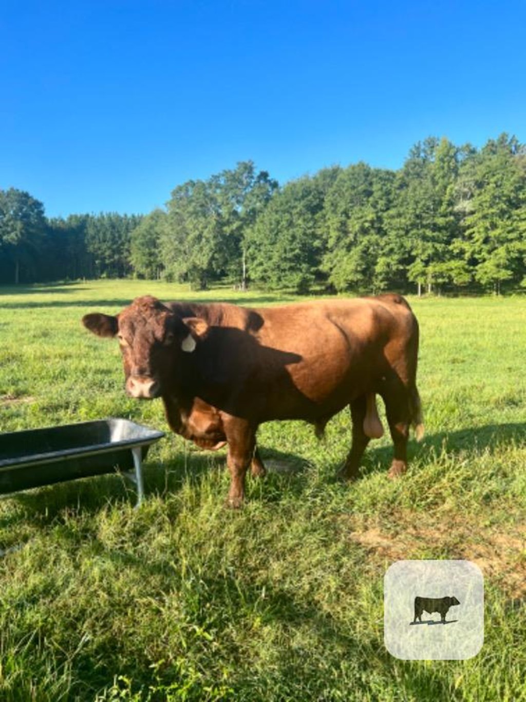Cattle Range Listing Photo