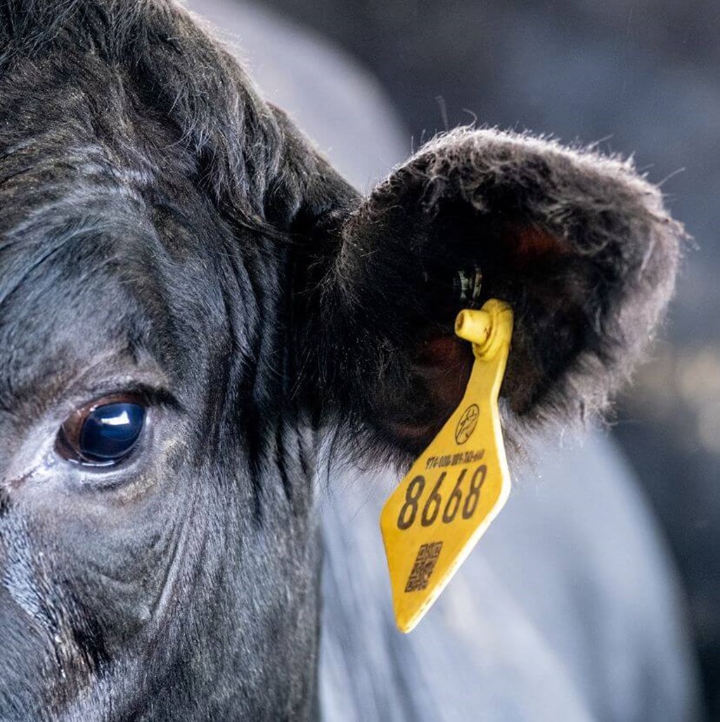 Omnibus Budget Bill includes provisions for Electronic Tracking of Cattle