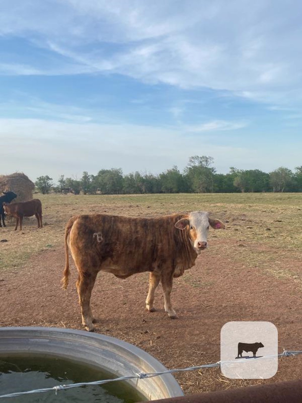 Cattle Range Listing Photo