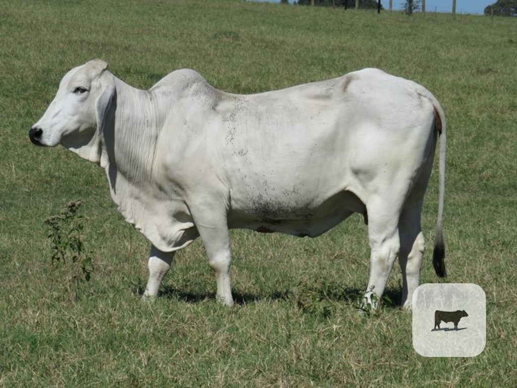 Cattle Range Listing Photo