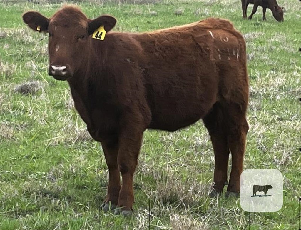 Cattle Range Listing Photo