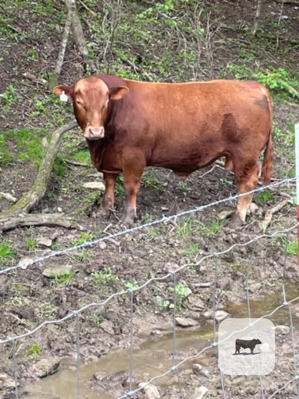 Cattle Range Listing Photo