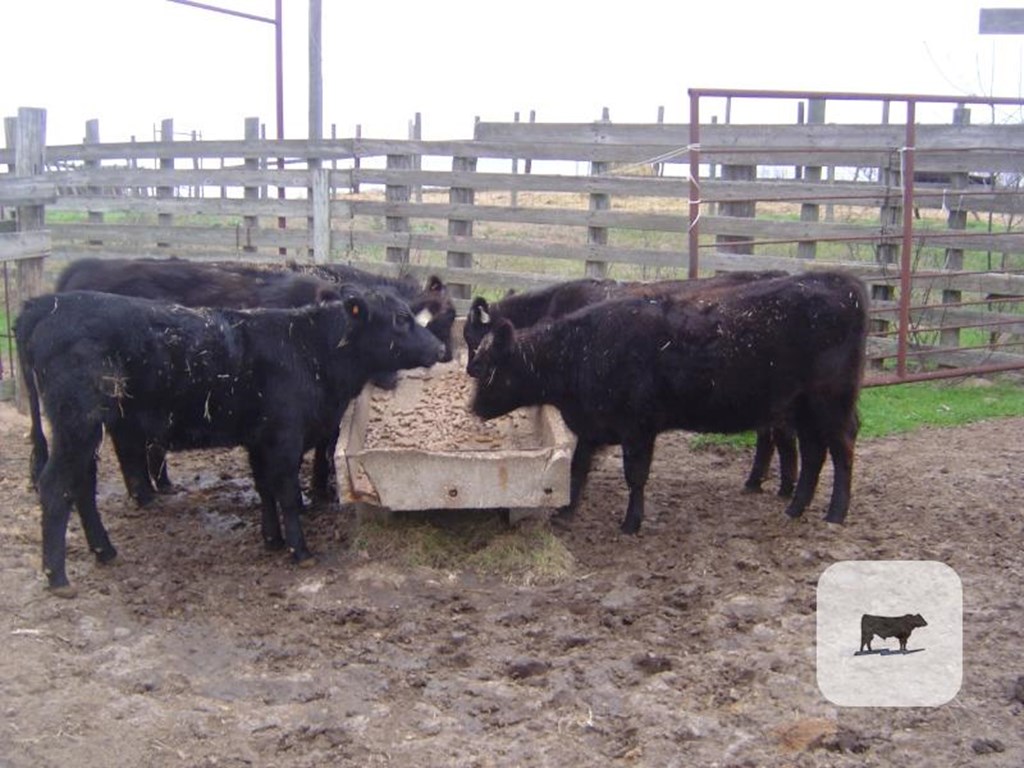 Cattle Range Listing Photo