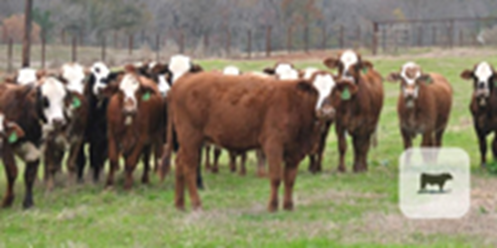 31 Braford/Tigerstripe Rep. Heifers... East TX