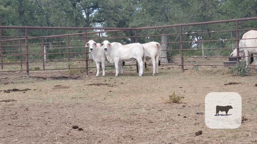 Cattle Range Listing Photo