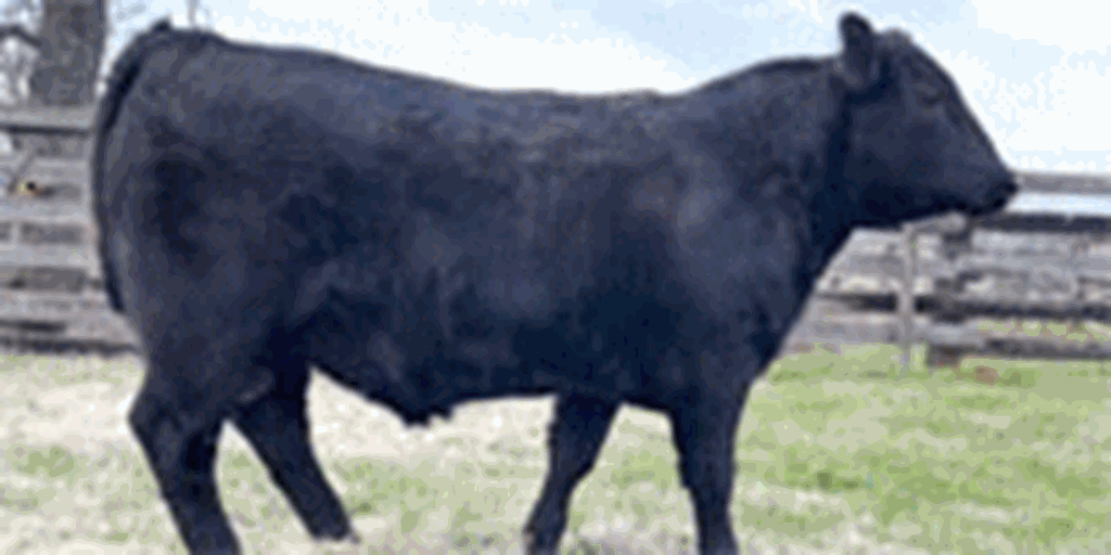 10 Reg. Angus Bulls... Central TX