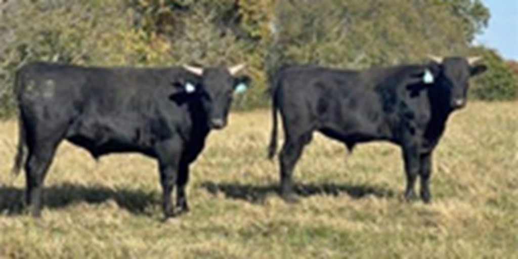 7 Reg. Wagyu Bulls... E. Central MO