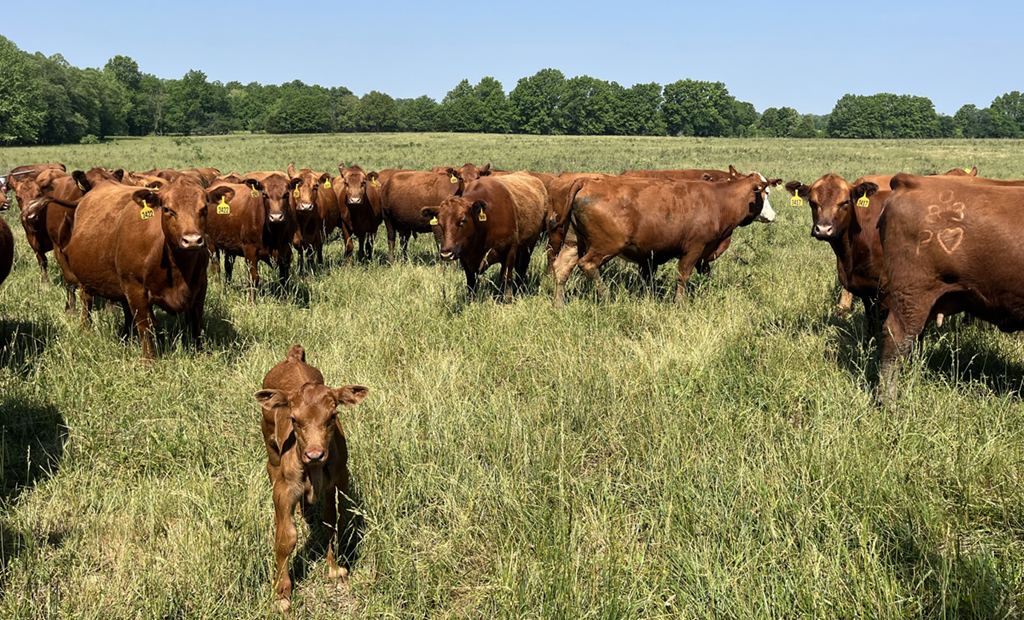How High is Too High to Pay for Cow Replacements in 2023?
