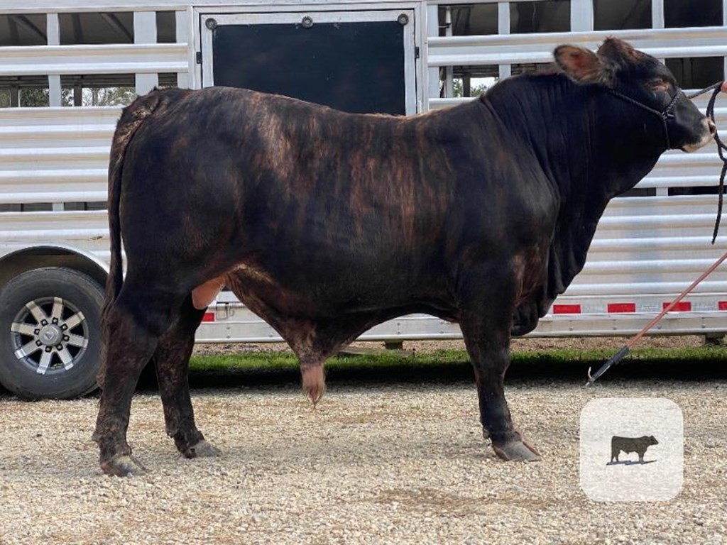 Cattle Range Listing Photo