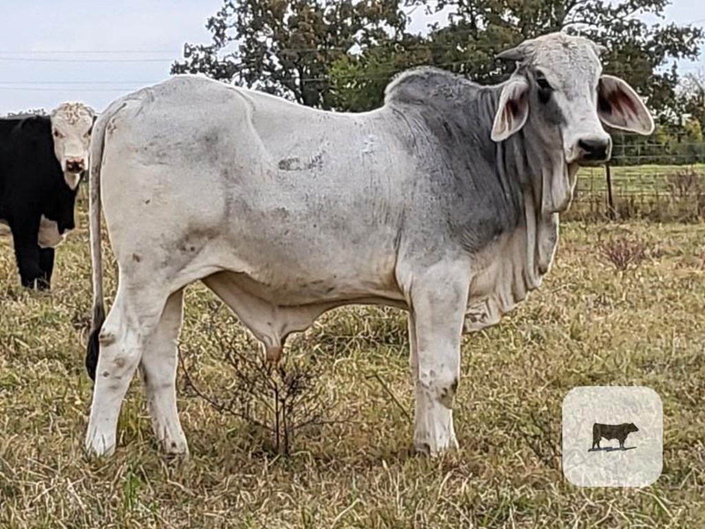 Cattle Range Listing Photo