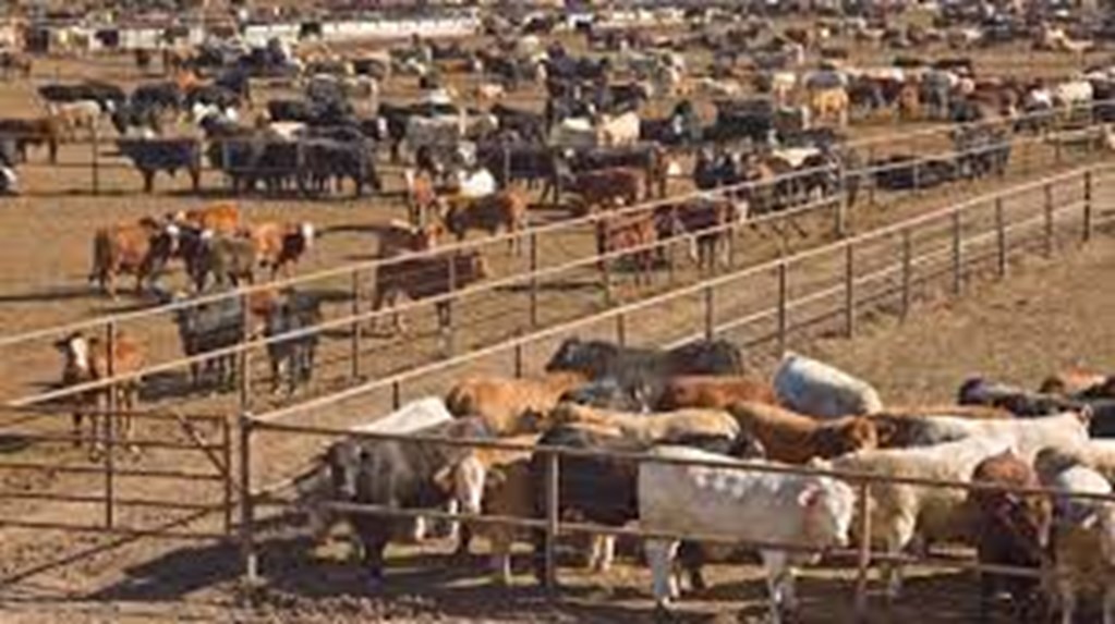 New Study to find why Some Cattle are More Susceptible to BRD