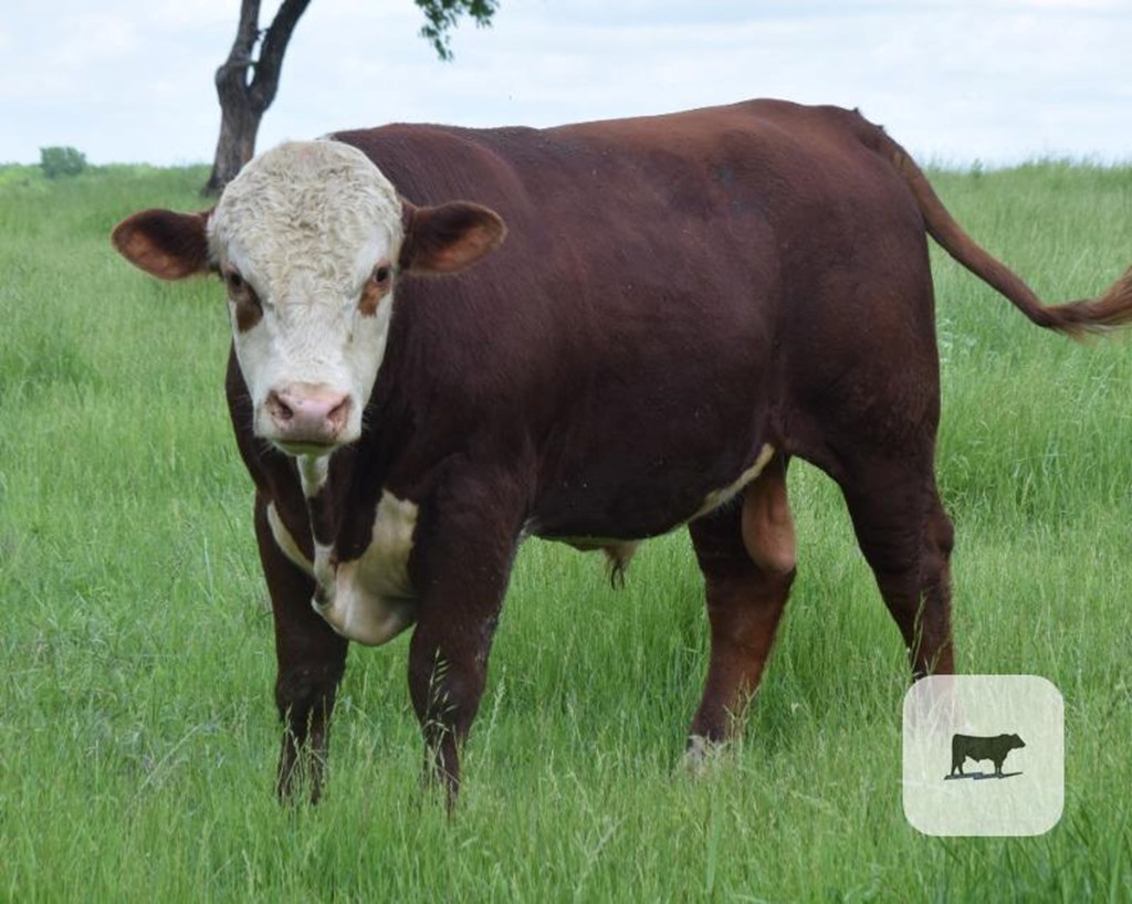 Cattle Range Listing Photo