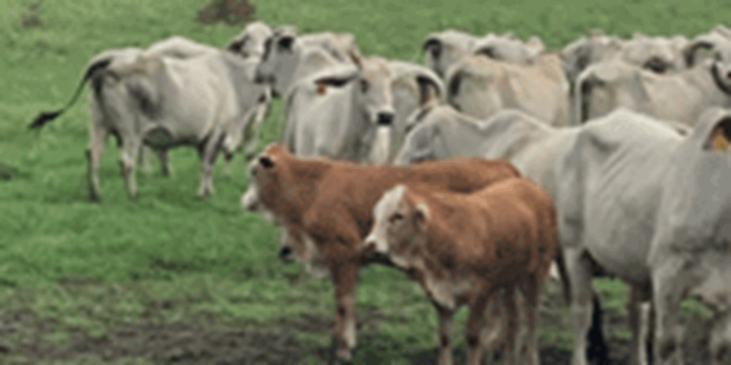 50 Brahman Cows w/ 10+ Calves... North TX