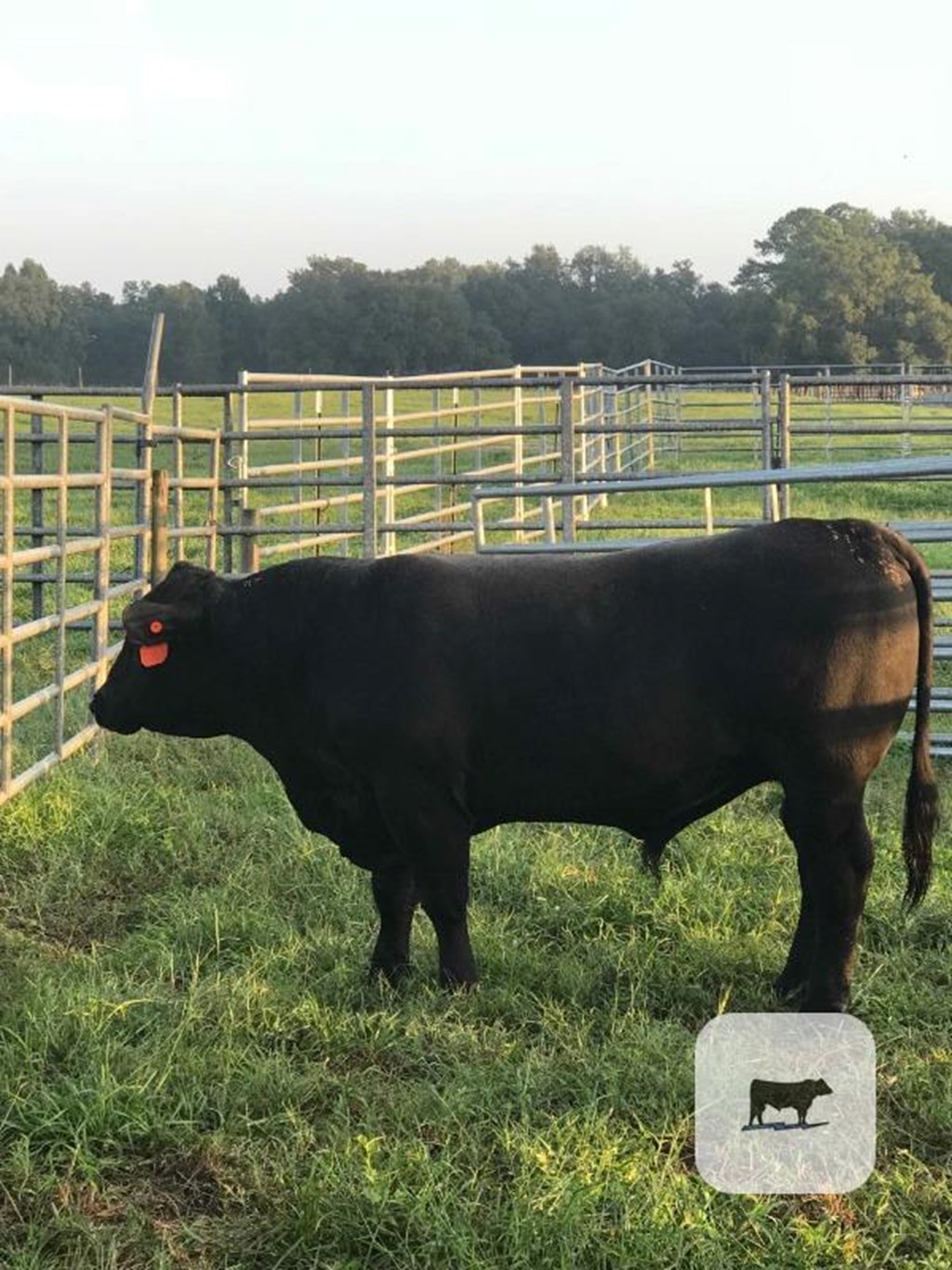 Cattle Range Listing Photo