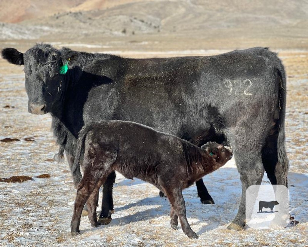 Cattle Range Listing Photo