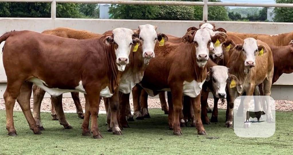Cattle Range Listing Photo
