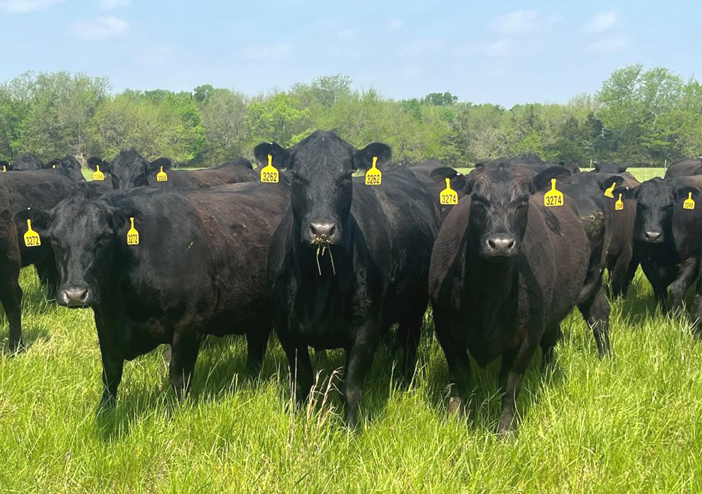In The Cattle Markets: Factors that Impact Price of Cows & Bred Heifers