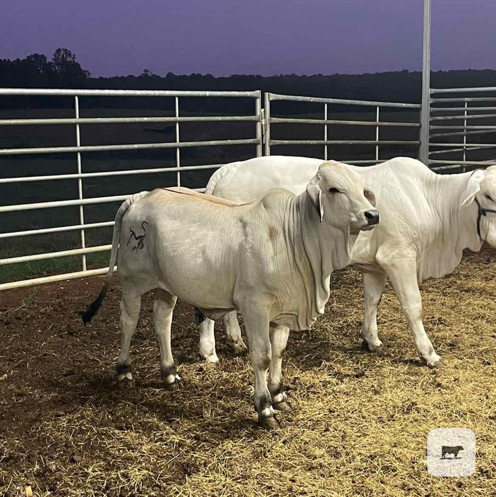 Cattle Range Listing Photo