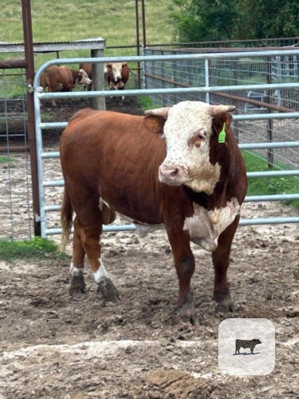 Cattle Range Listing Photo