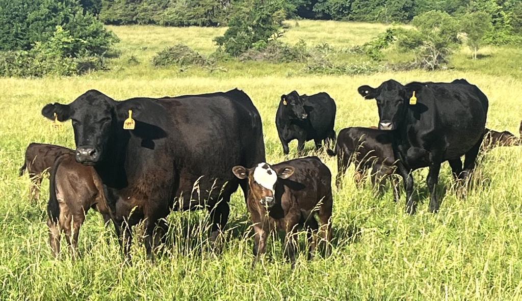 USDA Beef/Cattle Outlook: May 2024