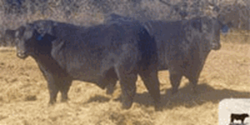 9 Reg. Angus, Chianina & Simmental Bulls... North TX
