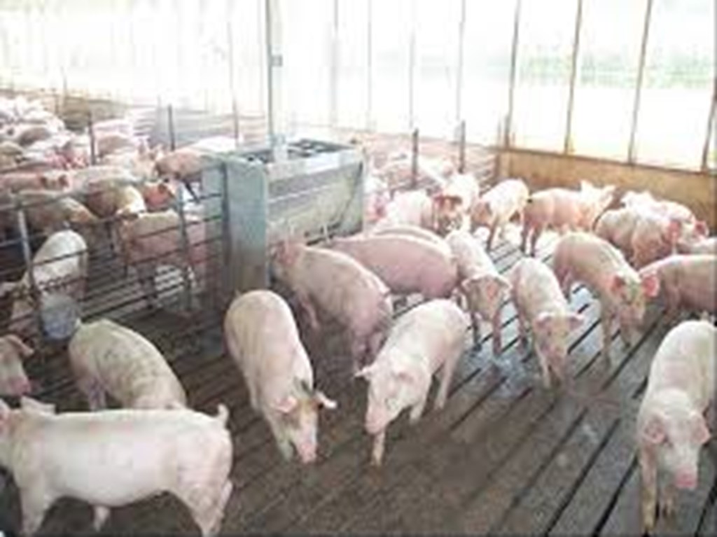 Hog Futures fall on concerns about Supply Glut