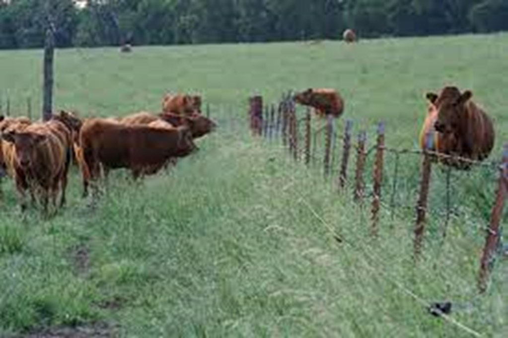 Fenceline Weaning