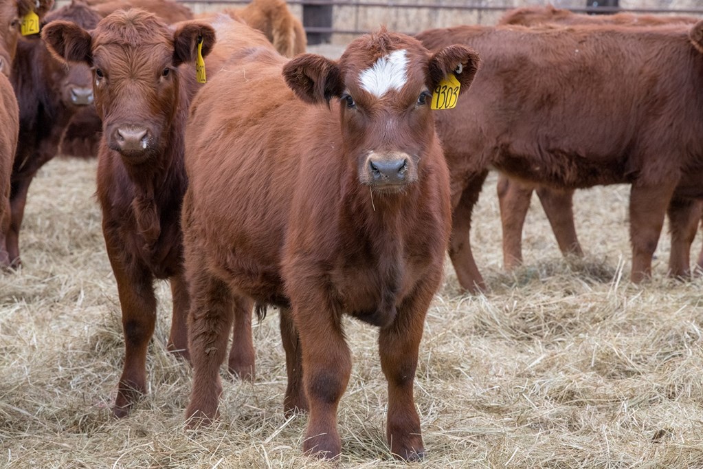 Calf Prices this time of year are largely determined by Grain Prices