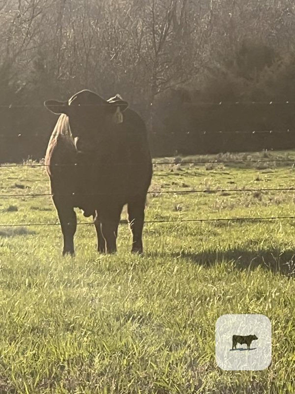 Cattle Range Listing Photo