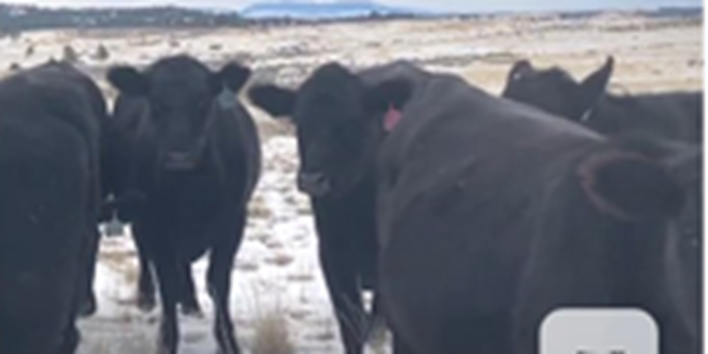 145	Angus & SimAngus Cows... Northwest WI
