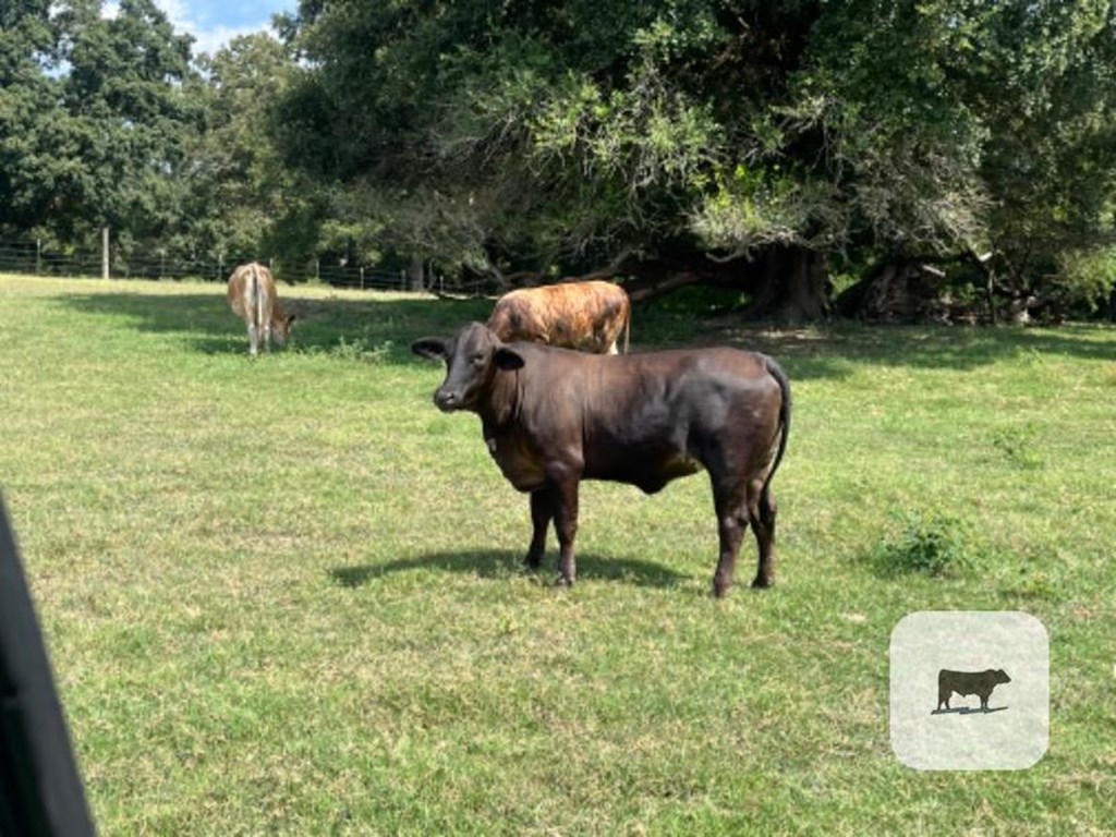Cattle Range Listing Photo