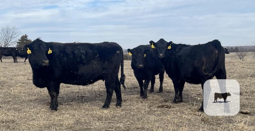 Cattle Range Listing Photo