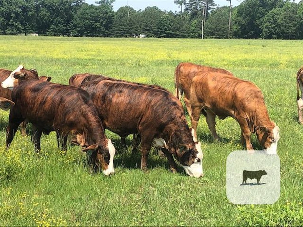 Cattle Range Listing Photo