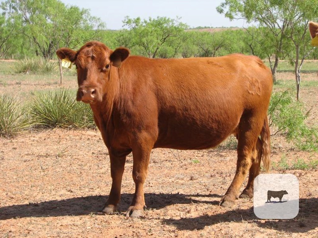 Cattle Range Listing Photo