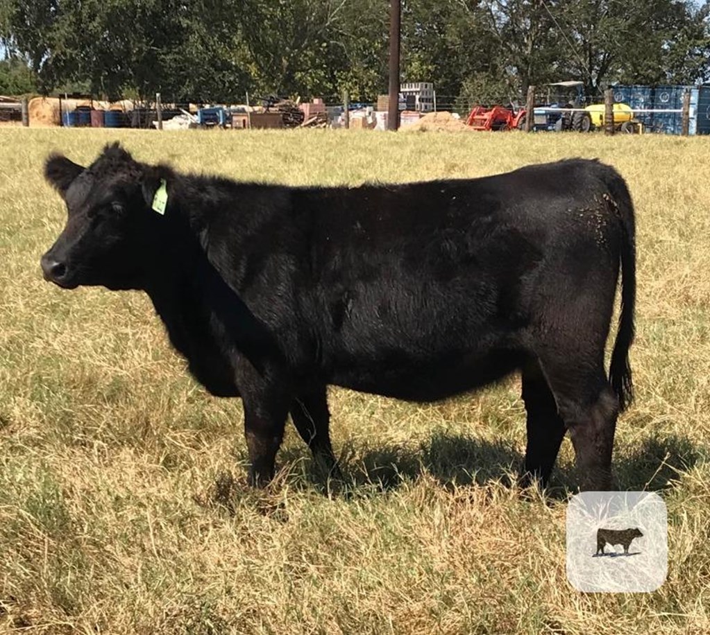Cattle Range Listing Photo