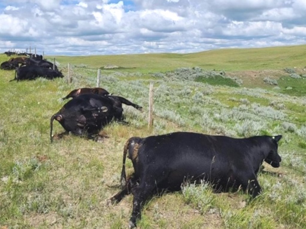 Saskatchewan family loses nearly 30 cattle to lightning strike