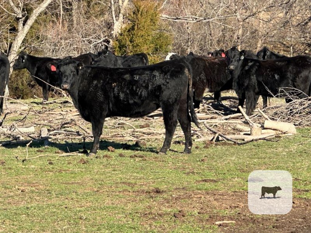 Cattle Range Listing Photo
