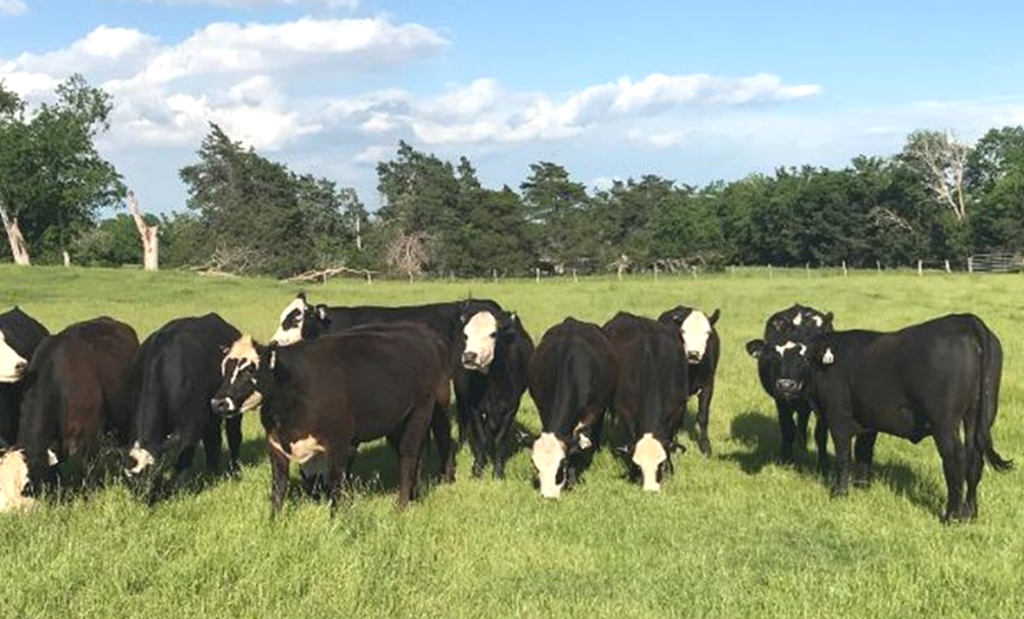 Are Parasite Problems returning in Cattle due to Dewormer Resistance?