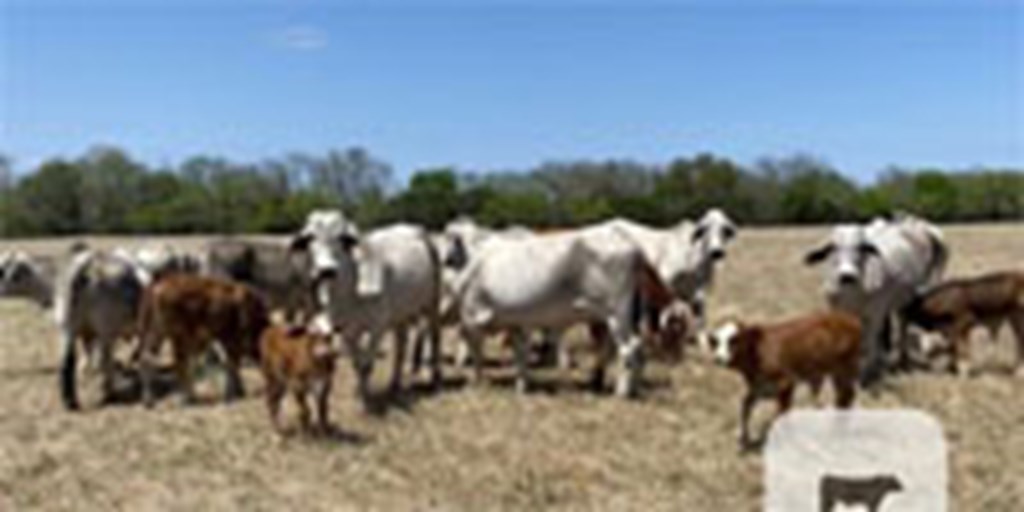 12 Brahman Cows w/ 8+ Calves... S. Central TX
