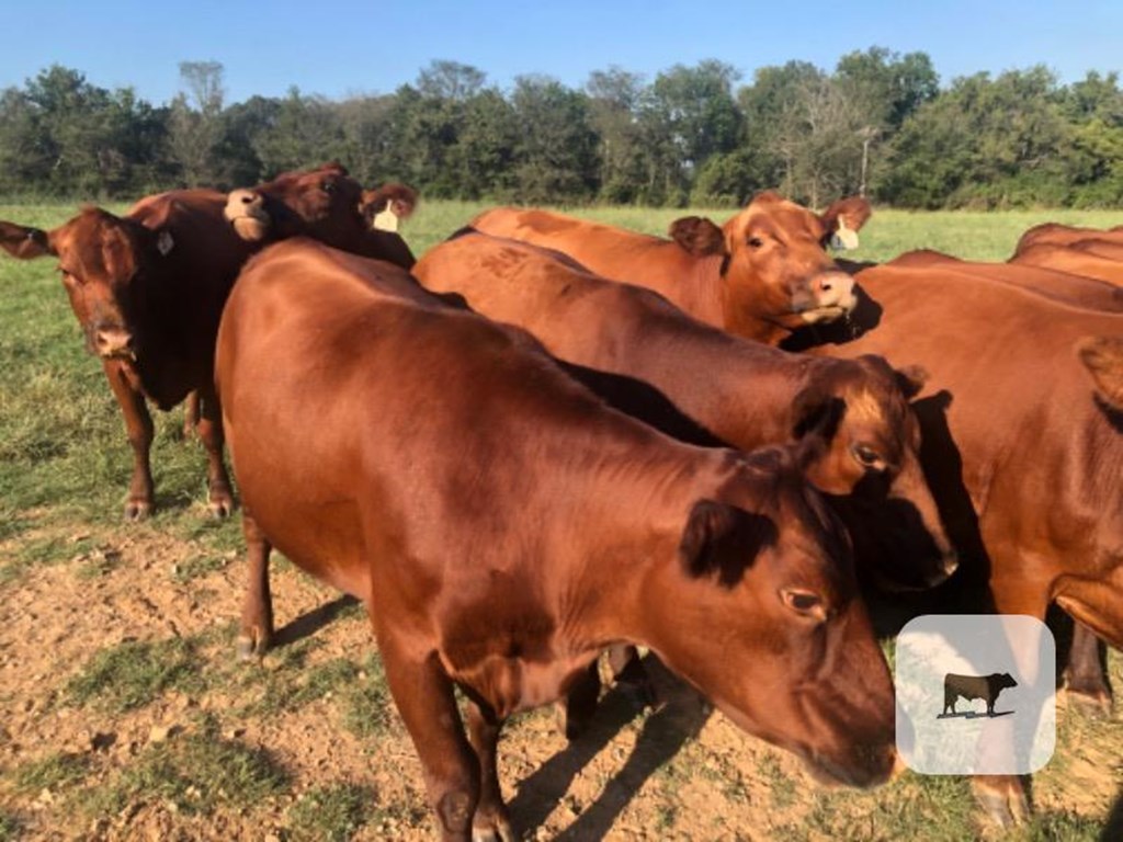 Cattle Range Listing Photo