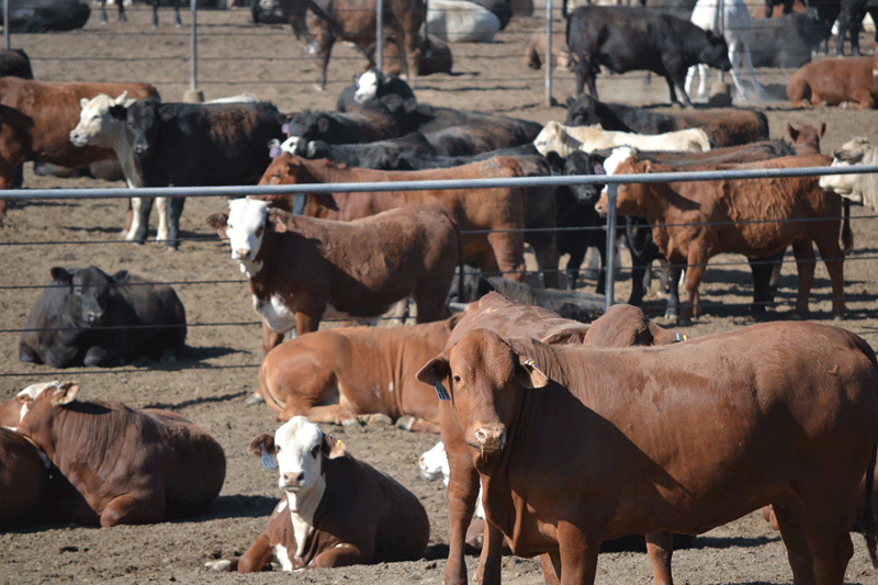 United States Cattle on Feed Up Slightly