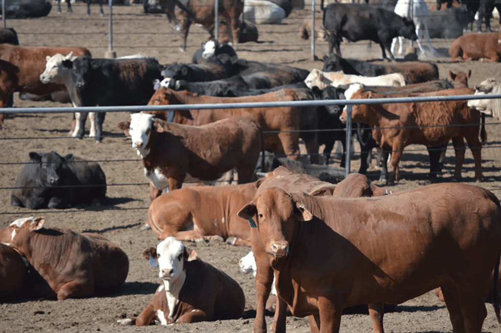 U.S. Cattle on Feed Down 4 Percent; Placements Down 1 Percent
