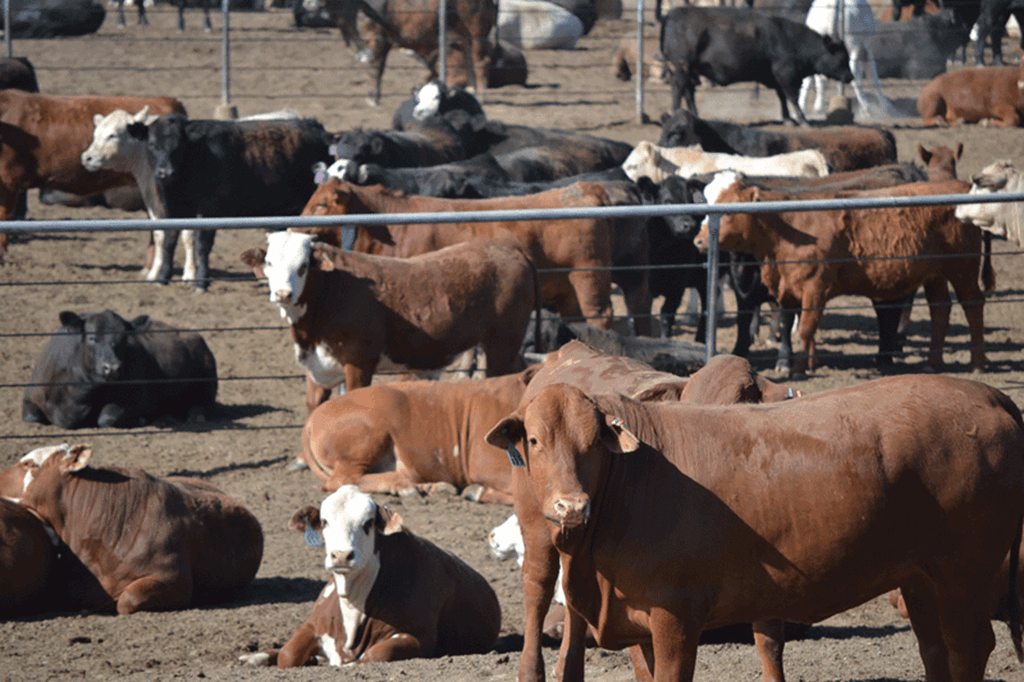 United States Cattle on Feed Up 1 Percent