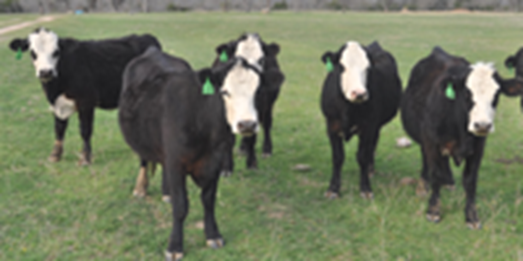13 Angus/Hereford BWF Bred Heifers... Central TX