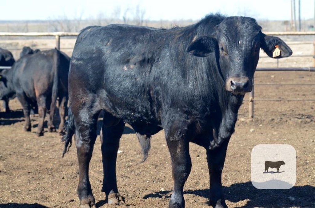 Cattle Range Listing Photo